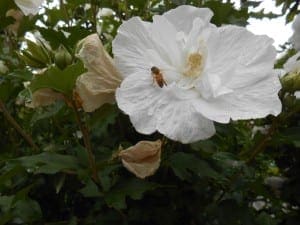 blog bee 002